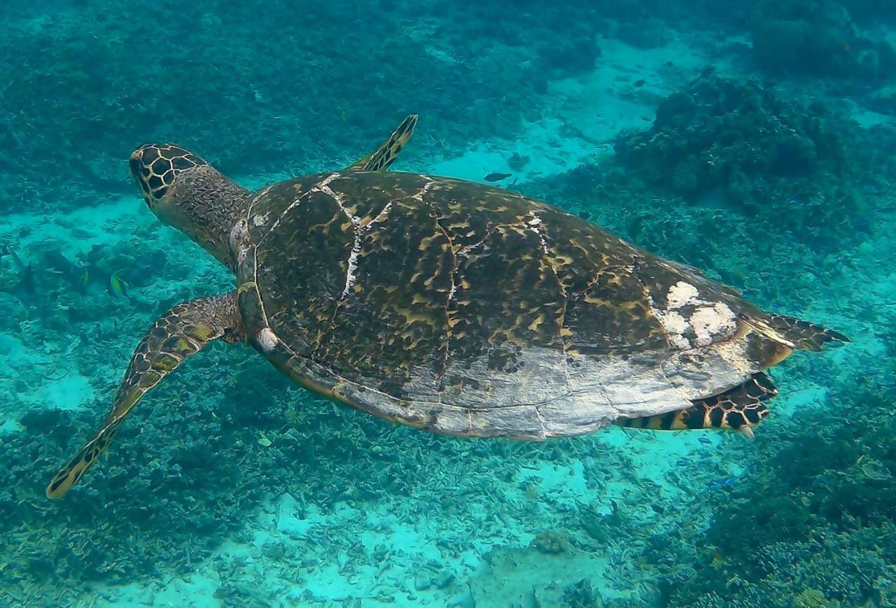 Meno Madia Bungalows Gili Meno Exteriör bild